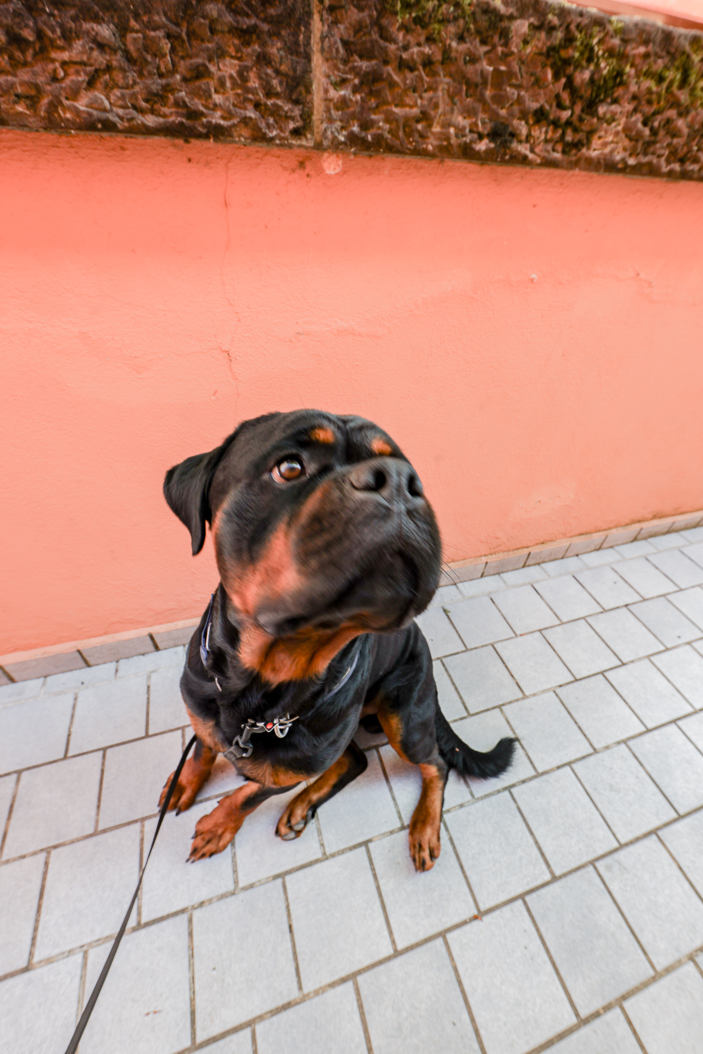 Hunde